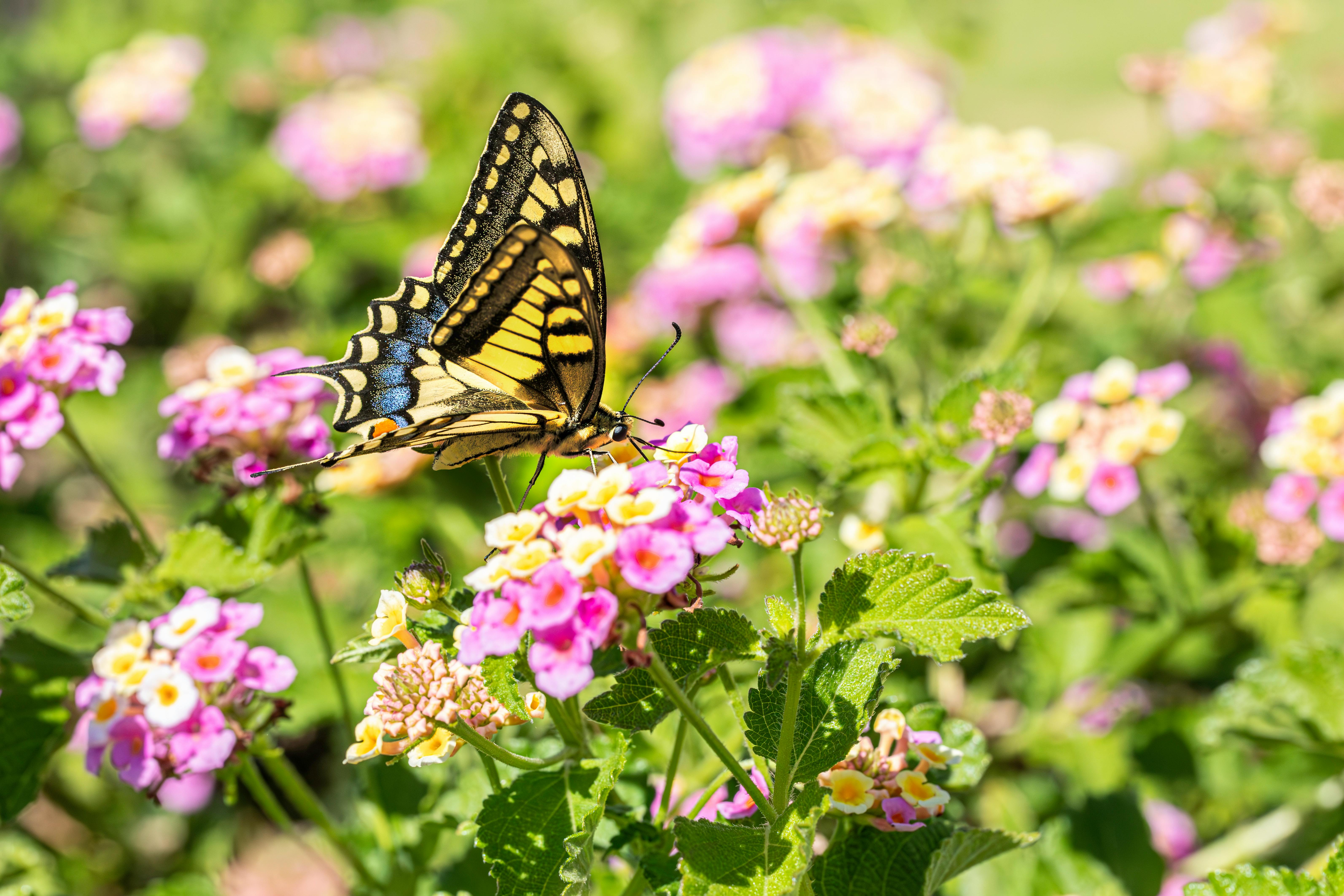 Free A close-up of an Old World Swallowtail butterfly on colorful lantana flowers. Stock Photo