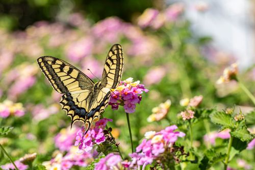 Free Close-up of an Old World Swallowtail butterfly landing on vibrant pink flowers in a sunny meadow. Stock Photo