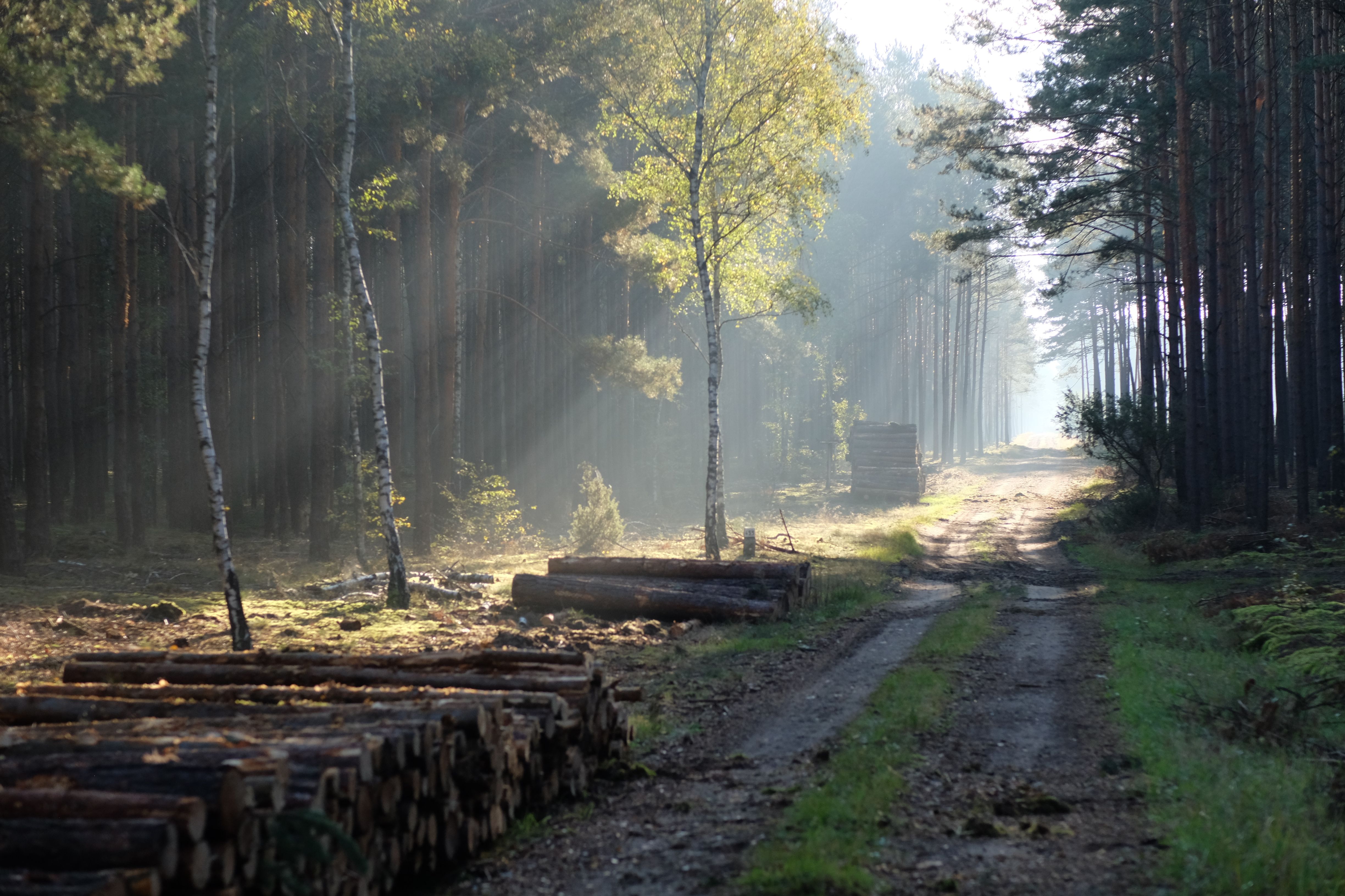 Sunlight filtering through trees along a rustic forest path with timber logs stacked beside it.