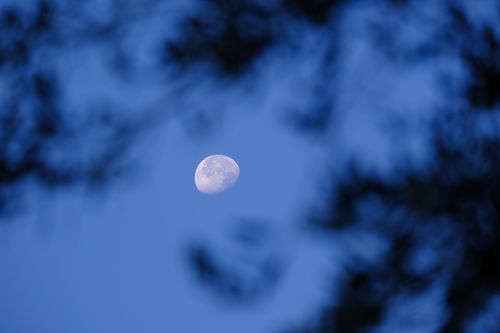 Free Half moon in a blue sky framed by dark silhouettes of tree branches, captured in daylight. Stock Photo
