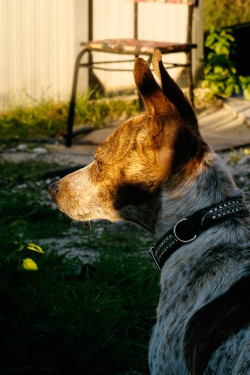Free Side view of a dog with a collar sitting outdoors in warm evening sunlight. Stock Photo