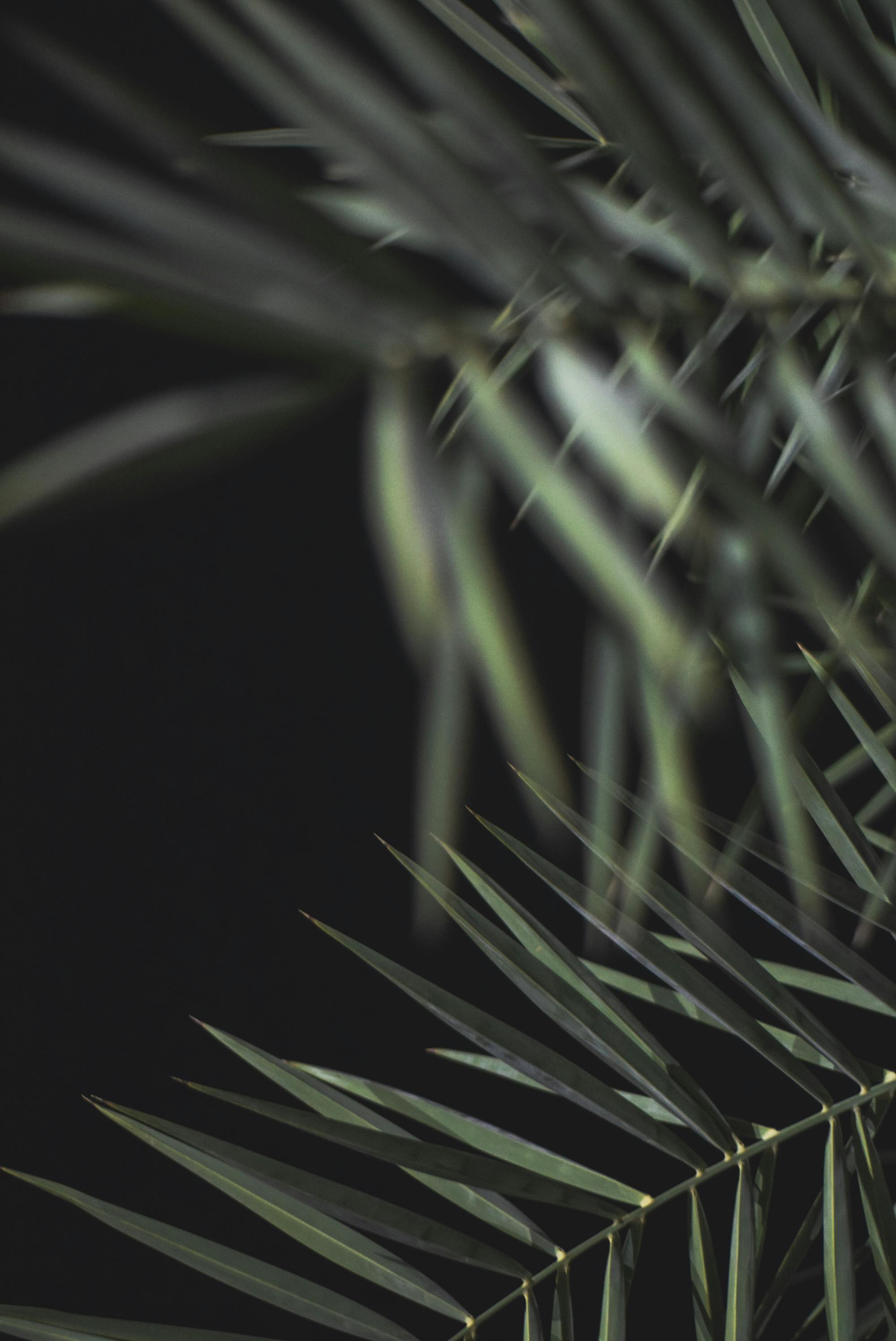 Elegant close-up of tropical palm leaves against a dark backdrop, showcasing natural texture.