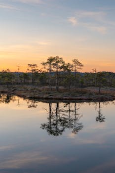 Reflective dawn over a calm bog lake with pine trees silhouetted against a soft sky.