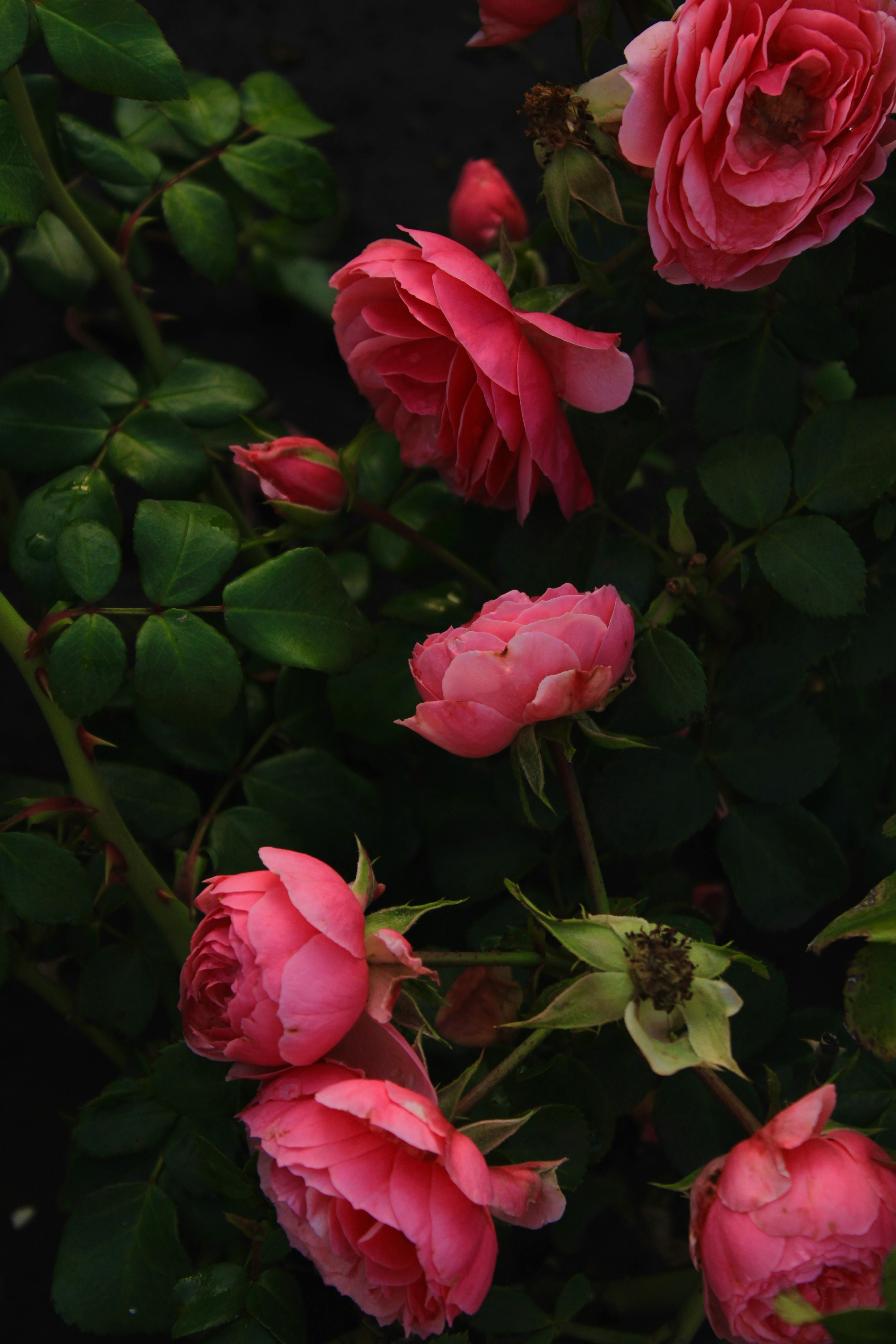 Vibrant Pink Roses in Bloom with Lush Greenery · Free Stock Photo