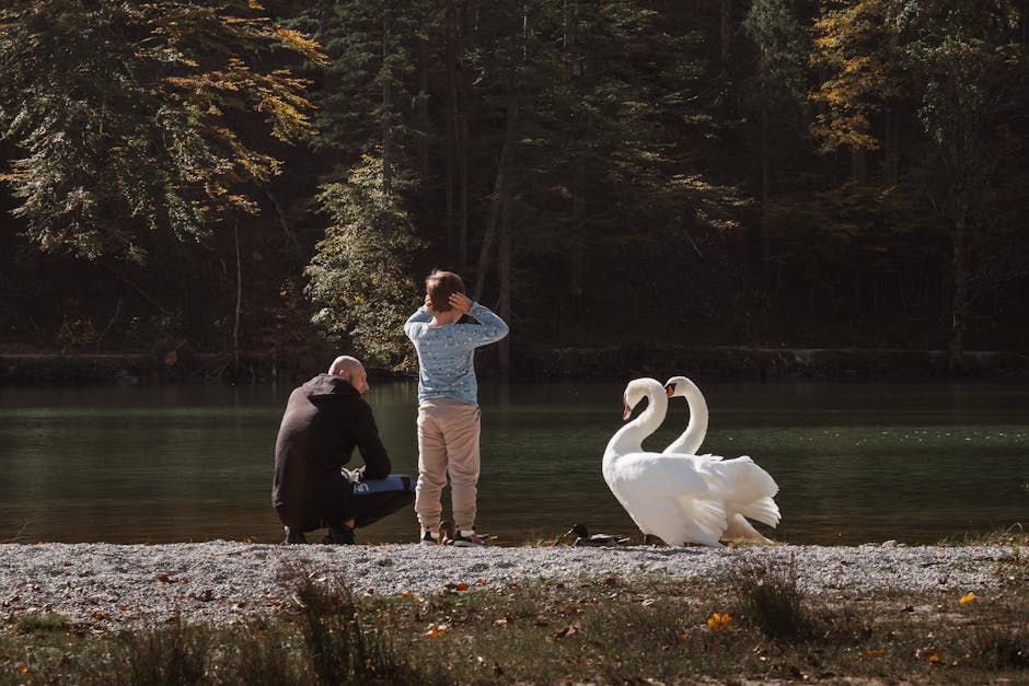 Vater und Sohn am Seeufer mit zwei Schwänen