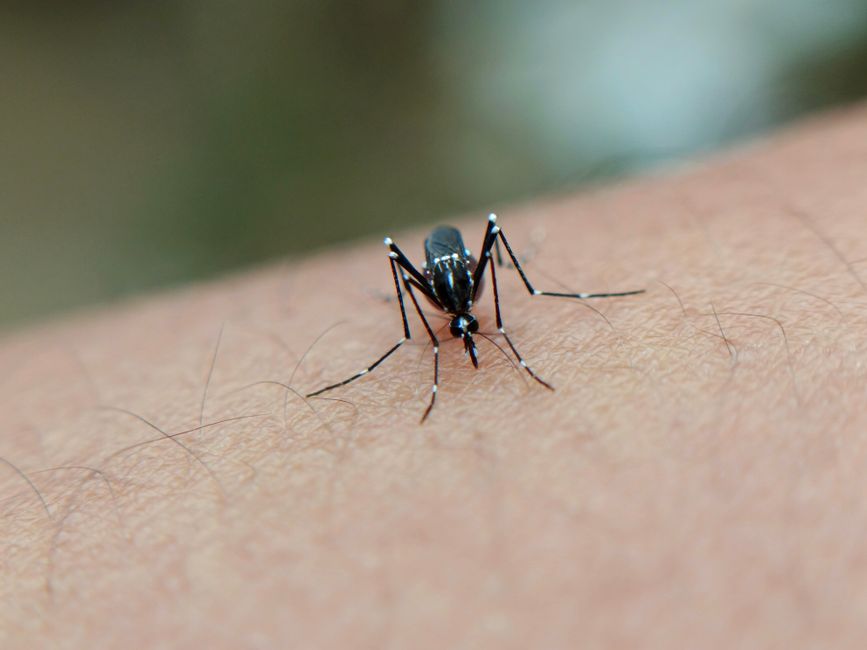 Vacinação dengue Macapá: postos, sintomas e prevenção
