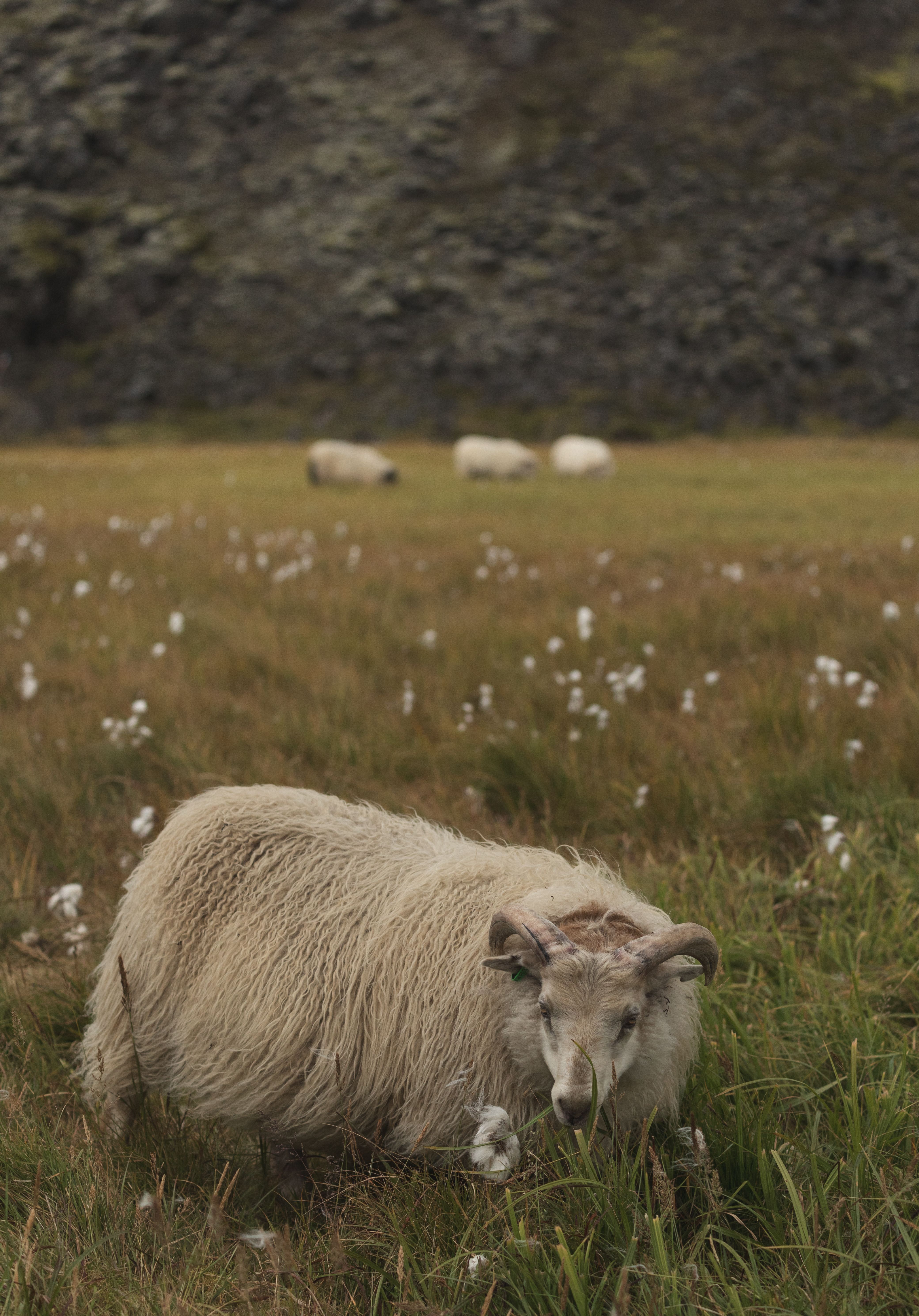 Serene Sheep Grazing in Lush Meadow · Free Stock Photo