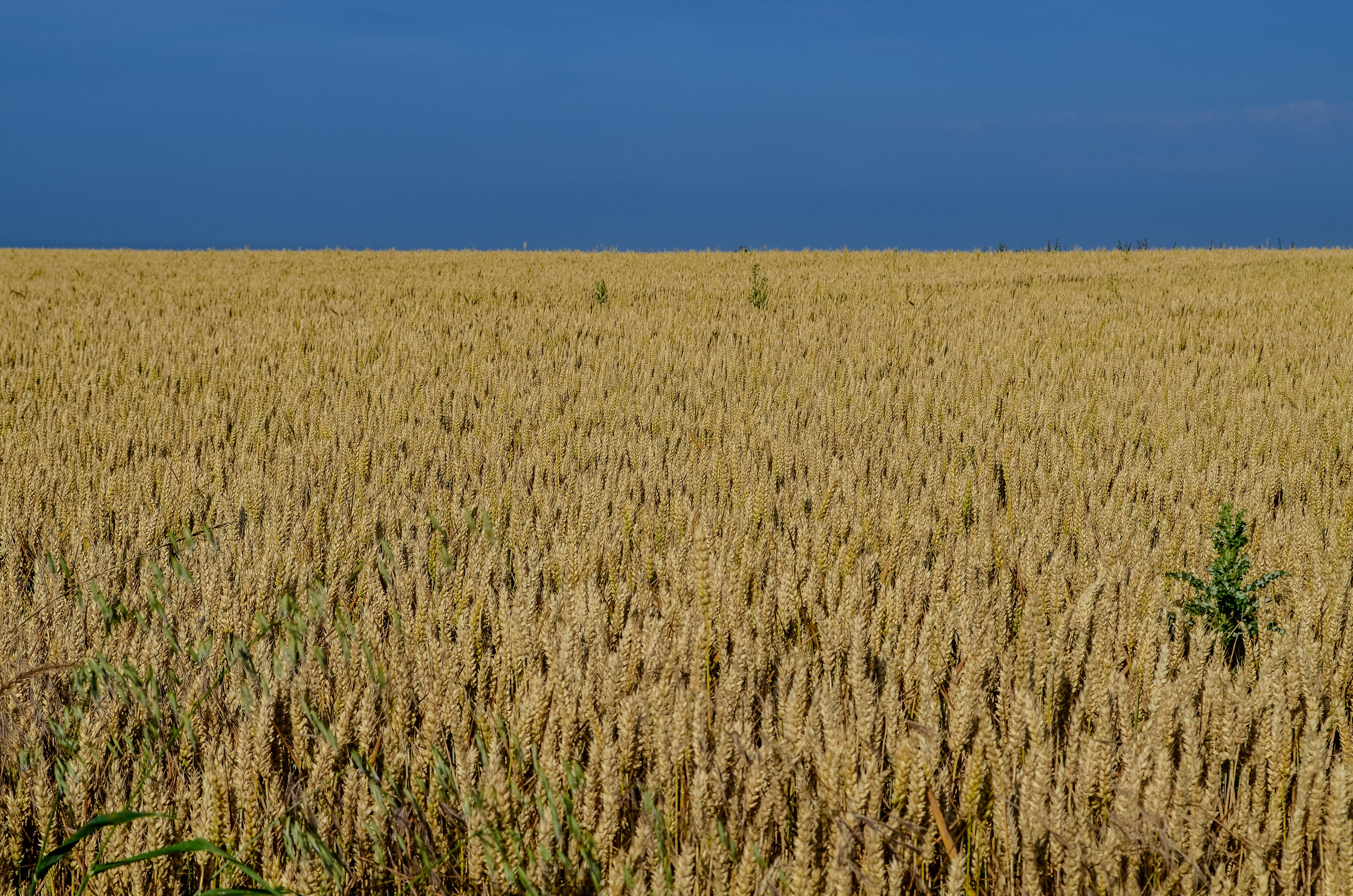 Golden Wheat Field under Clear Blue Sky in Normandie · Free Stock Photo