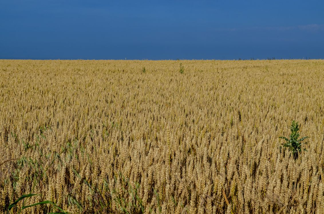 Golden Wheat Field under Clear Blue Sky in Normandie · Free Stock Photo