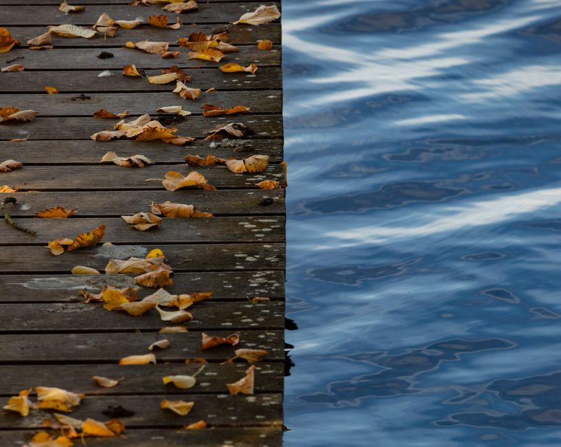 Colorful autumn leaves scattered on a wooden dock beside a calm water surface.