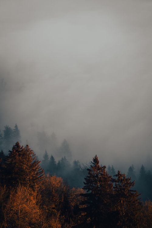 Free A serene misty forest with autumn foliage and atmospheric mood, captured during the day. Stock Photo