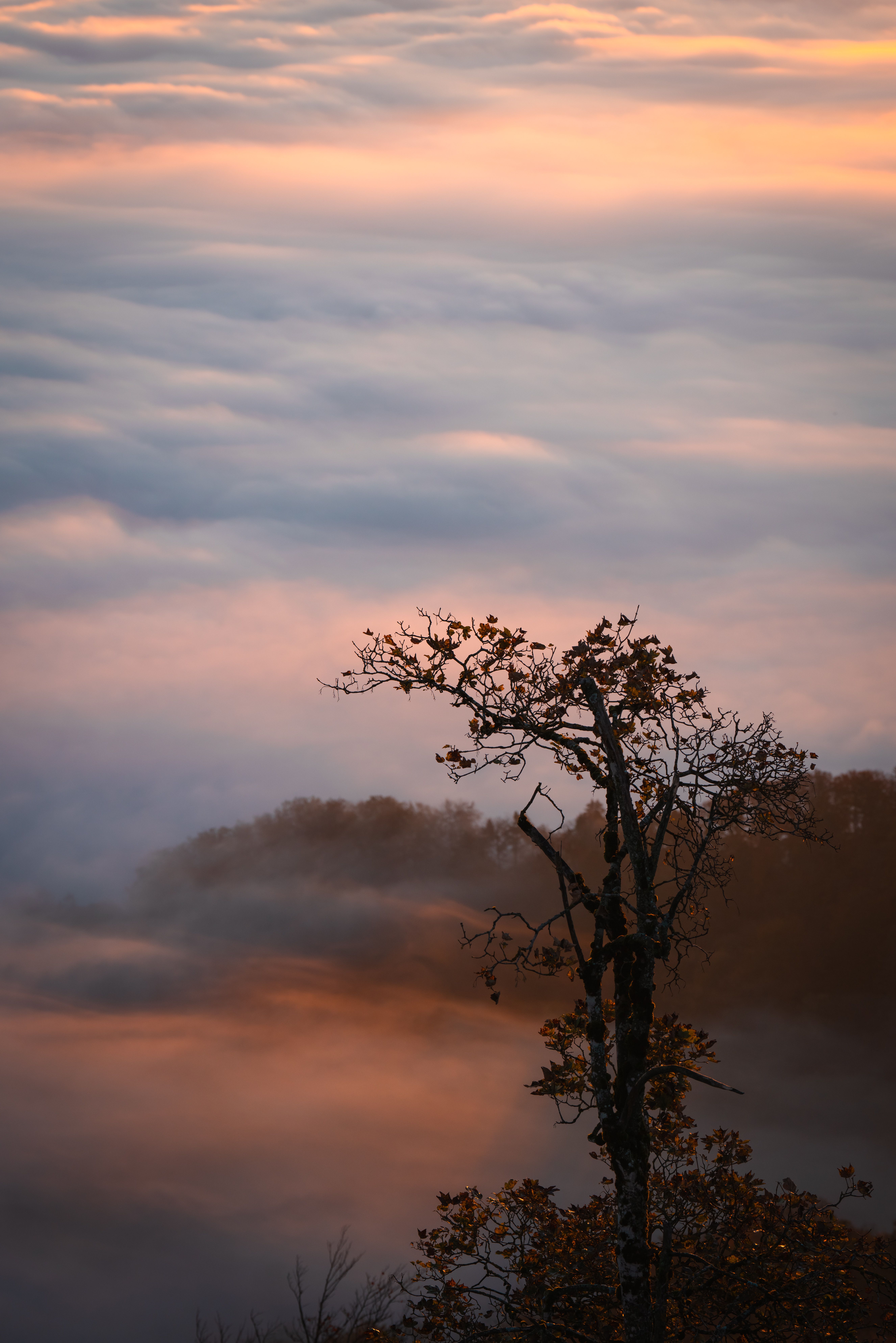 Serene Landscape with Lone Tree at Dawn · Free Stock Photo