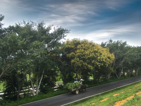 Gray Road Near Trees