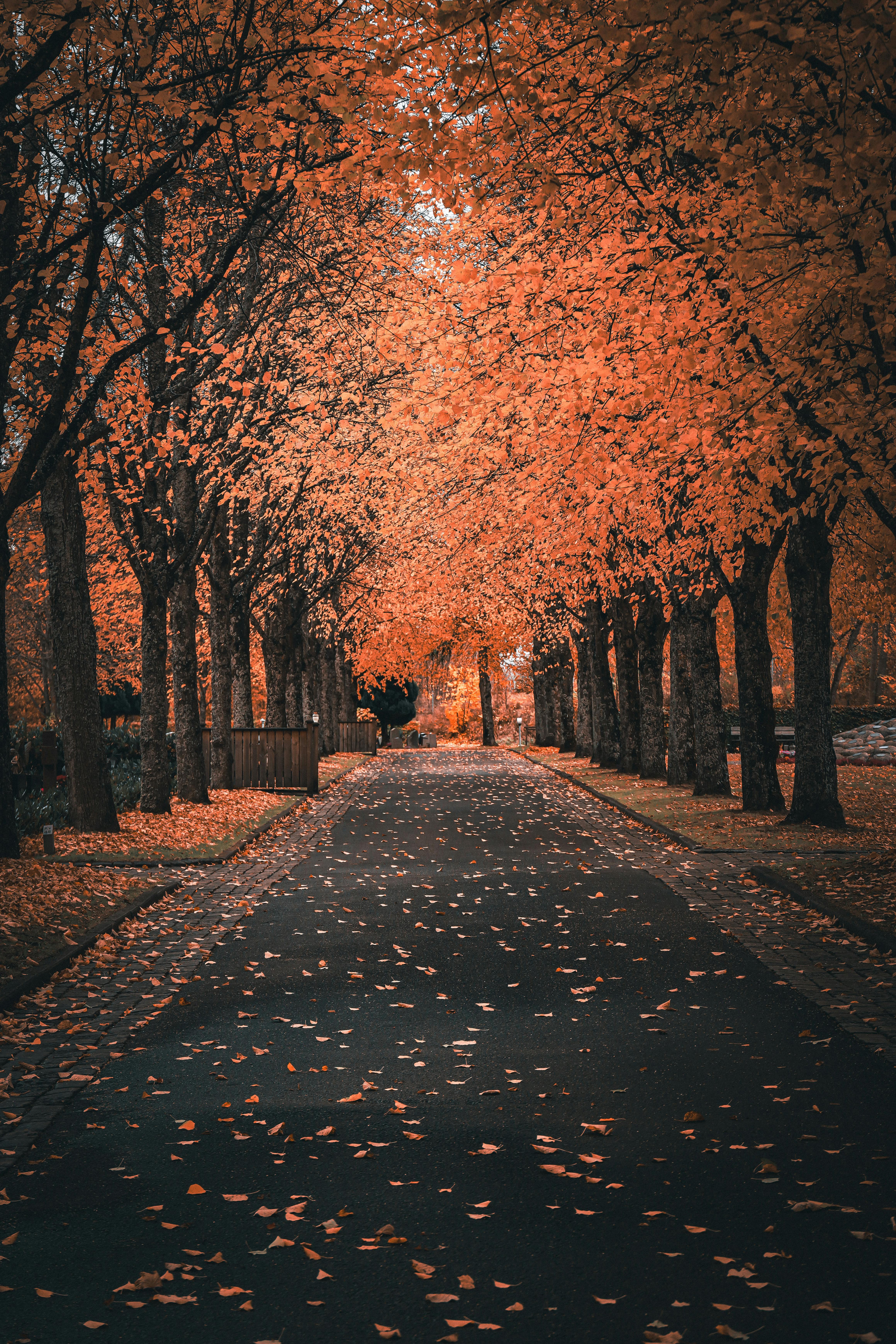 scenic autumn pathway in jonkoping sweden