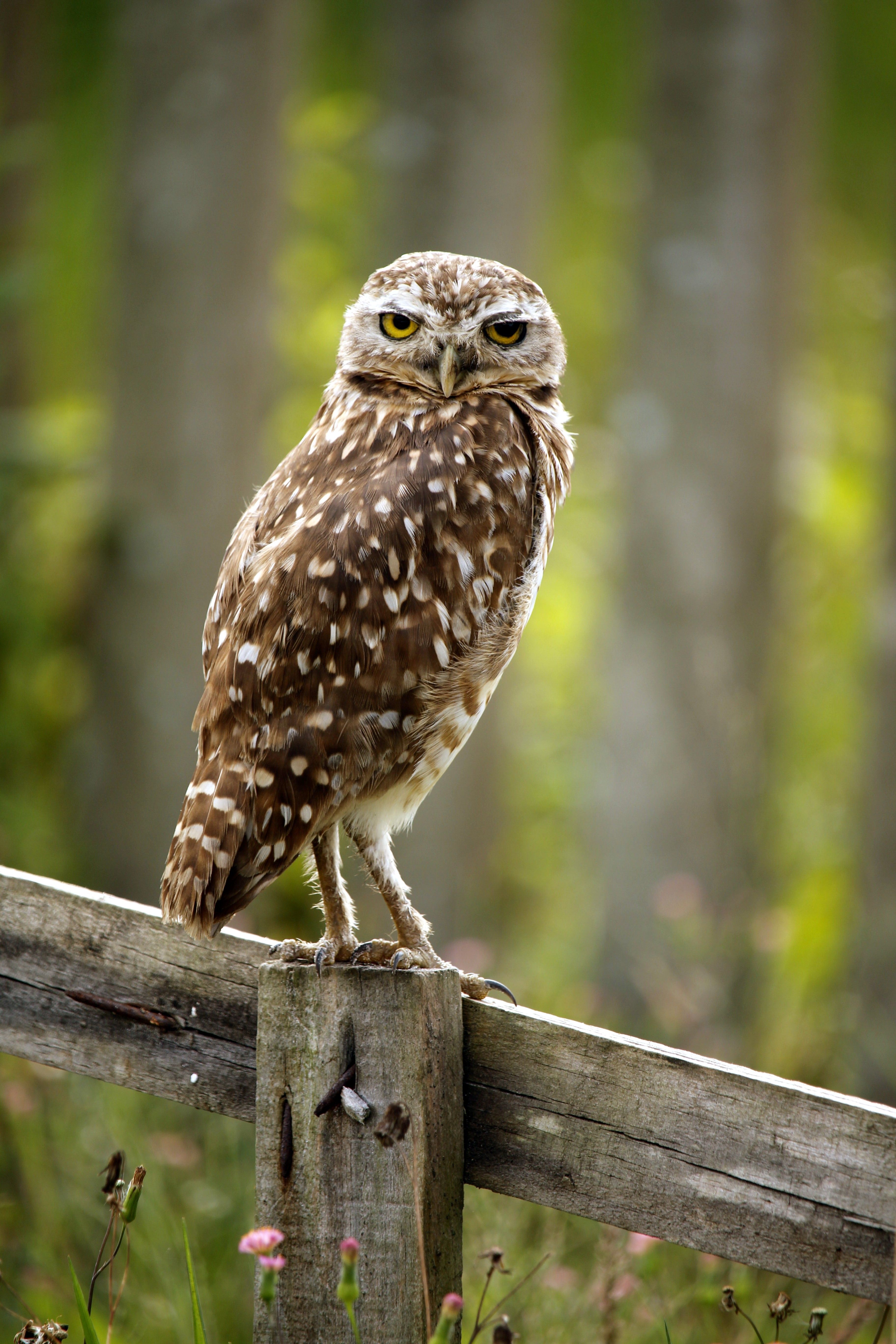 Free Burrowing owl perched on a wooden fence in Guaratuba, Paraná, Brazil. Stock Photo
