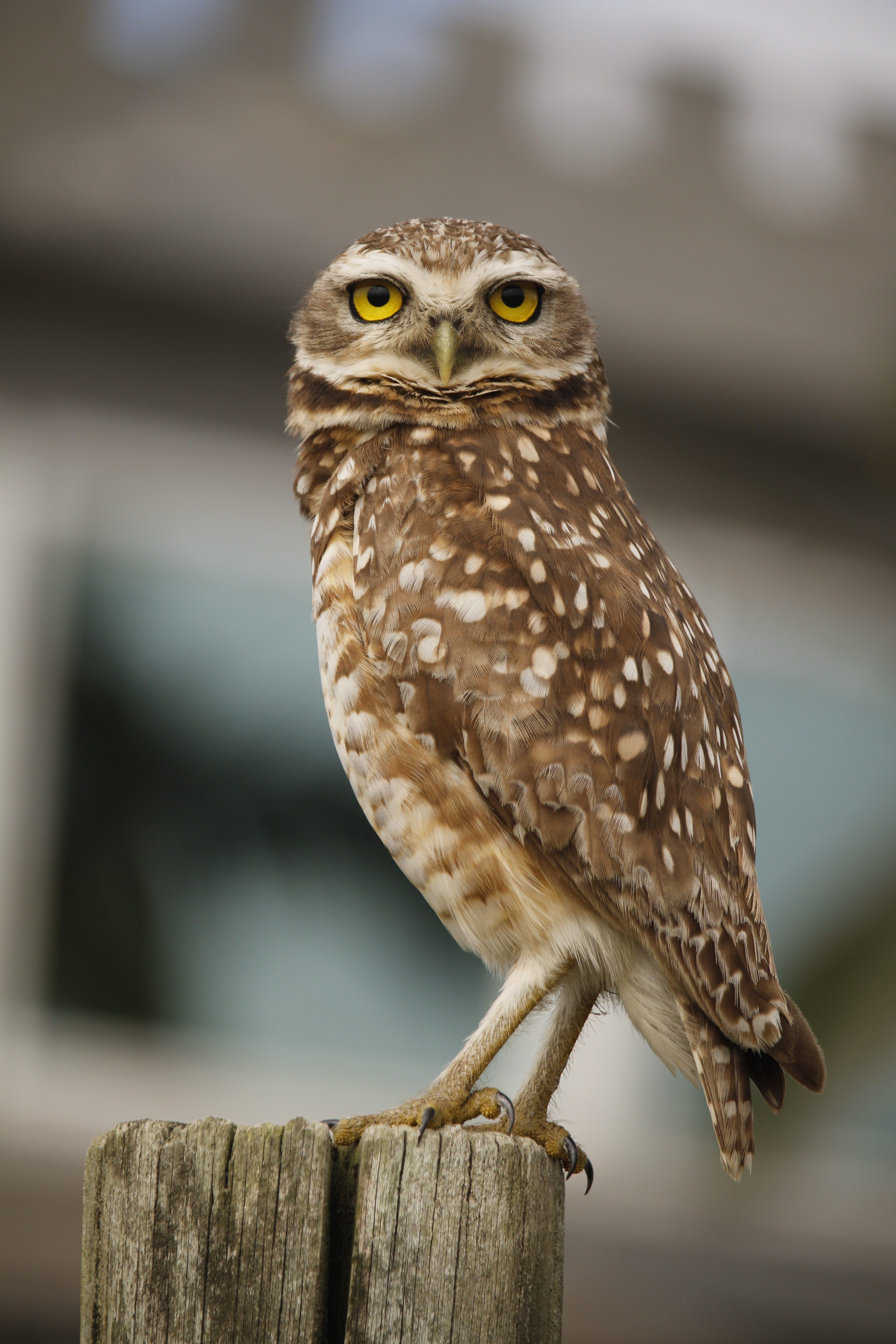 Free A close-up shot of a burrowing owl perched on a wooden post against a blurred urban backdrop. Stock Photo
