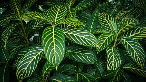 Close-up Photography Green Leaf Plant