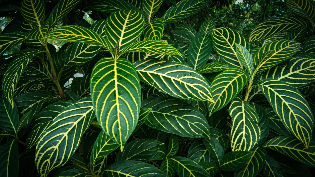 Close-up Photography Green Leaf Plant · Free Stock Photo
