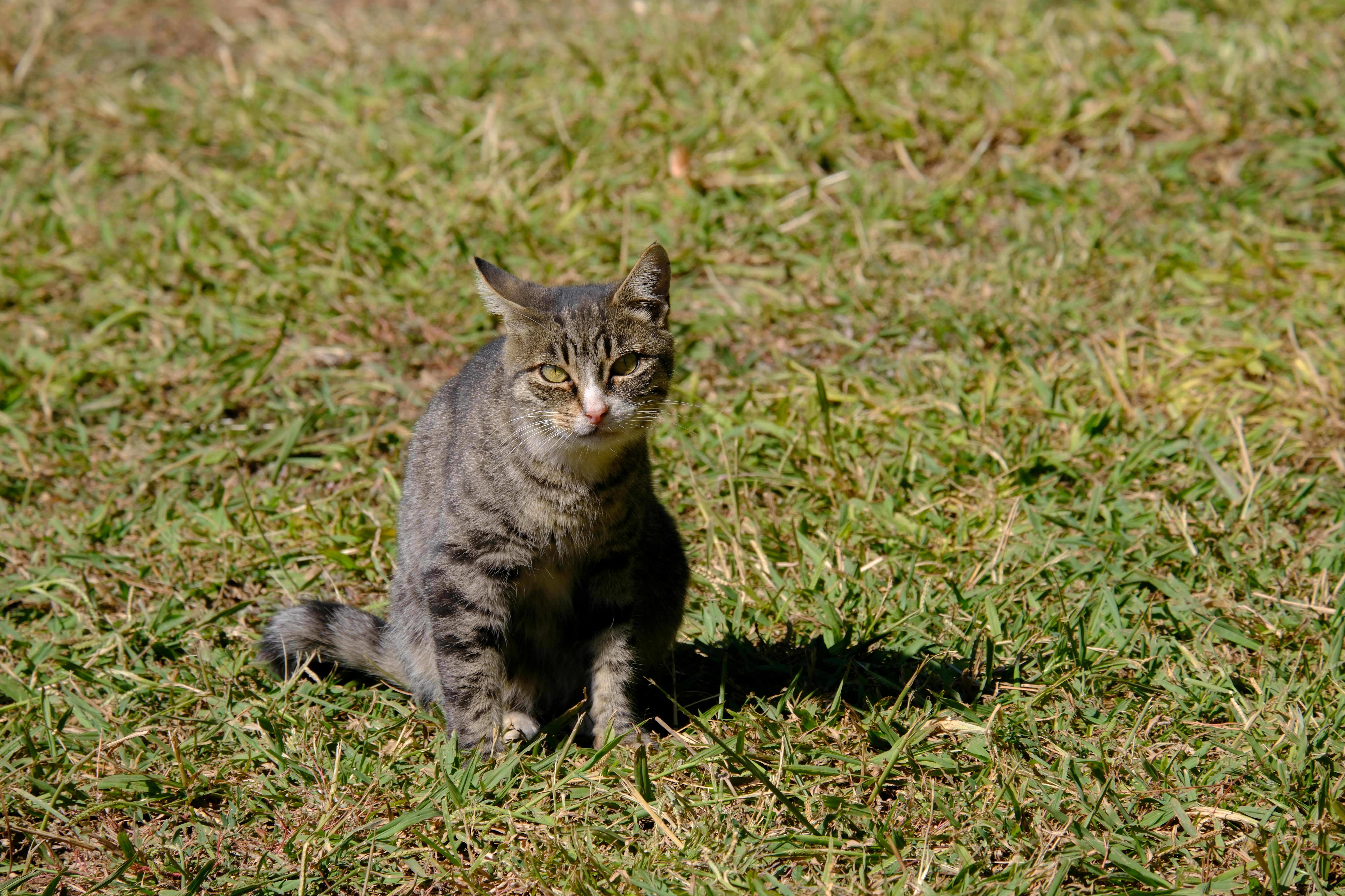 17 de Fevereiro, é celebrado o Dia Mundial do Gato