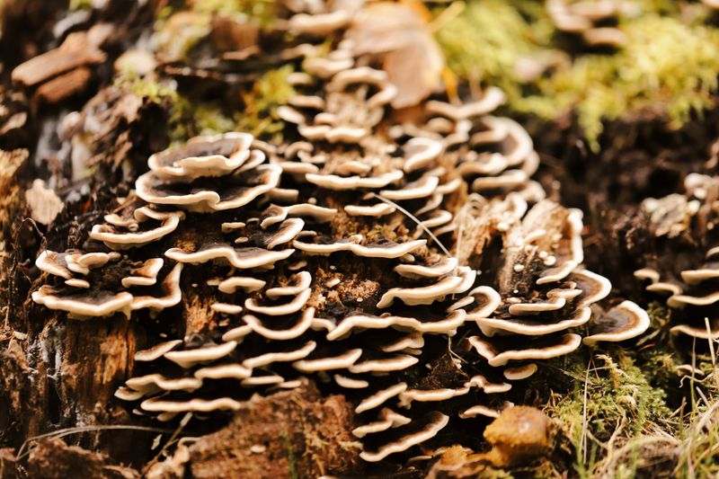 Detailed view of Turkey Tail mushrooms growing on a forest tree trunk.
