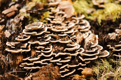 Free Detailed view of Turkey Tail mushrooms growing on a forest tree trunk. Stock Photo