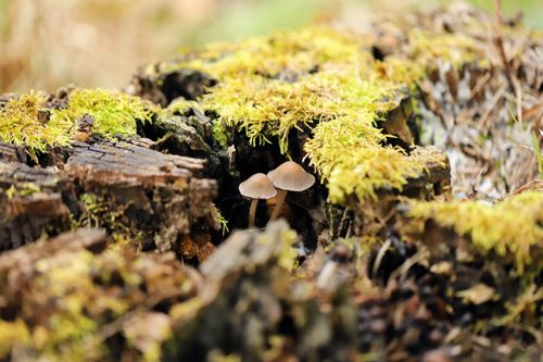 Mushrooms on a moss-covered trunk