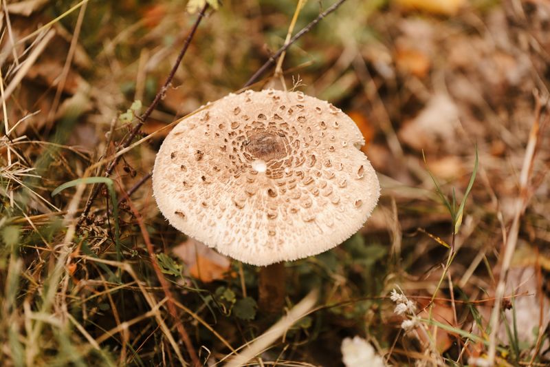 Detailed view of a parasol mushroom (Macrolepiota procera) in a natural forest setting.