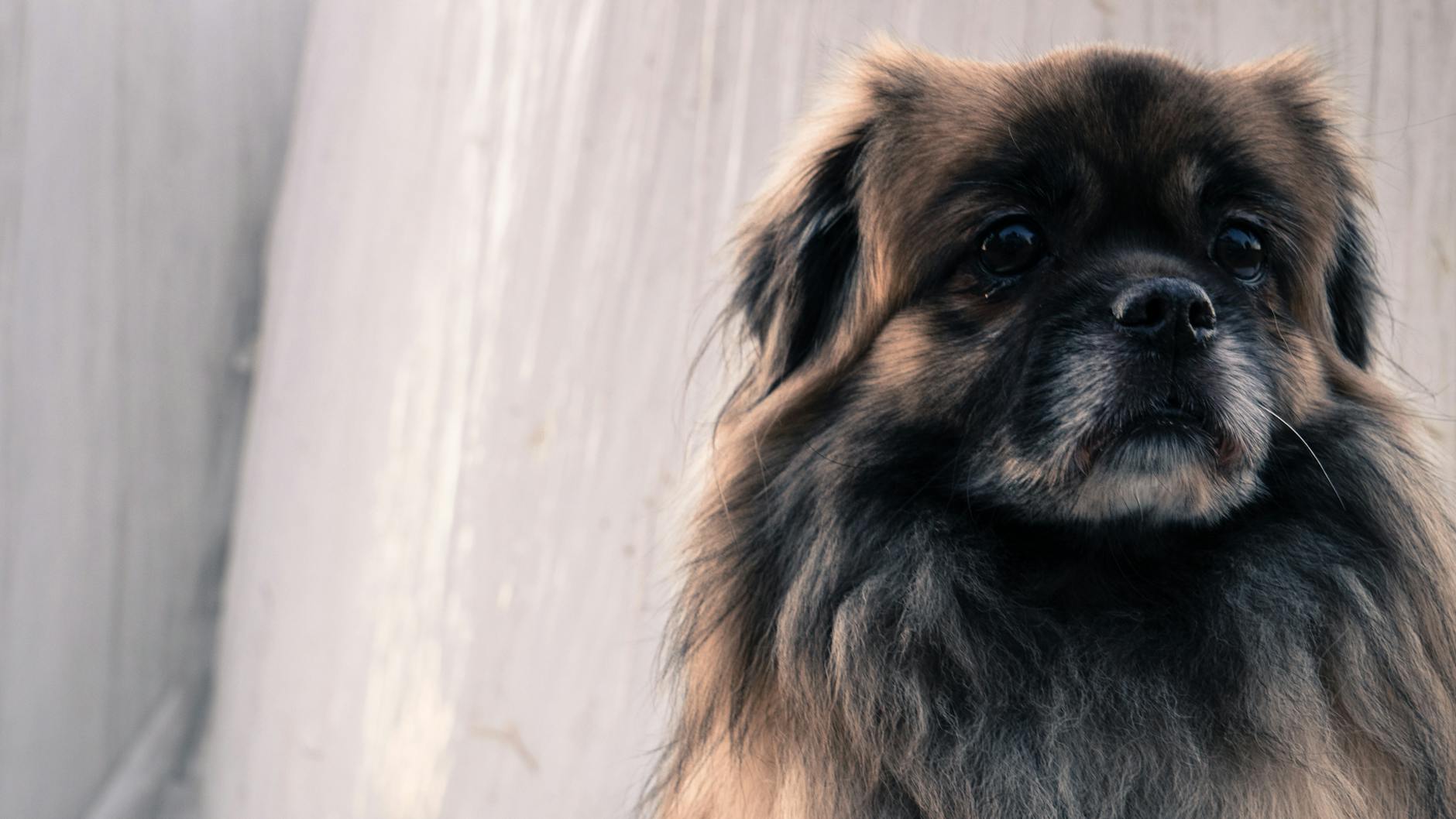Charming Pekingese dog with long fur looking thoughtful against a neutral background.