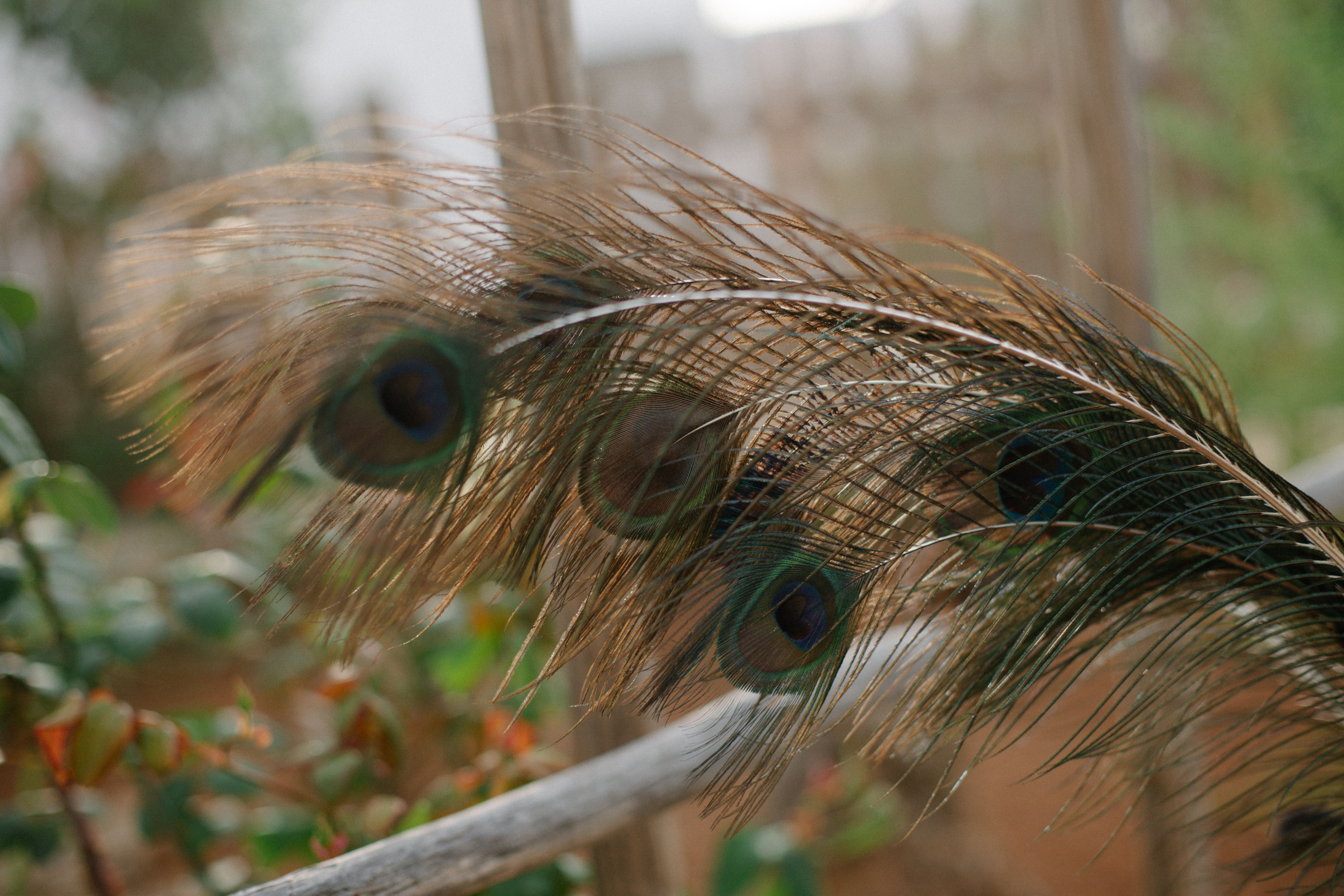 Detailed shot of a peacock feather showcasing vibrant colors in an outdoor setting in Ibiza.