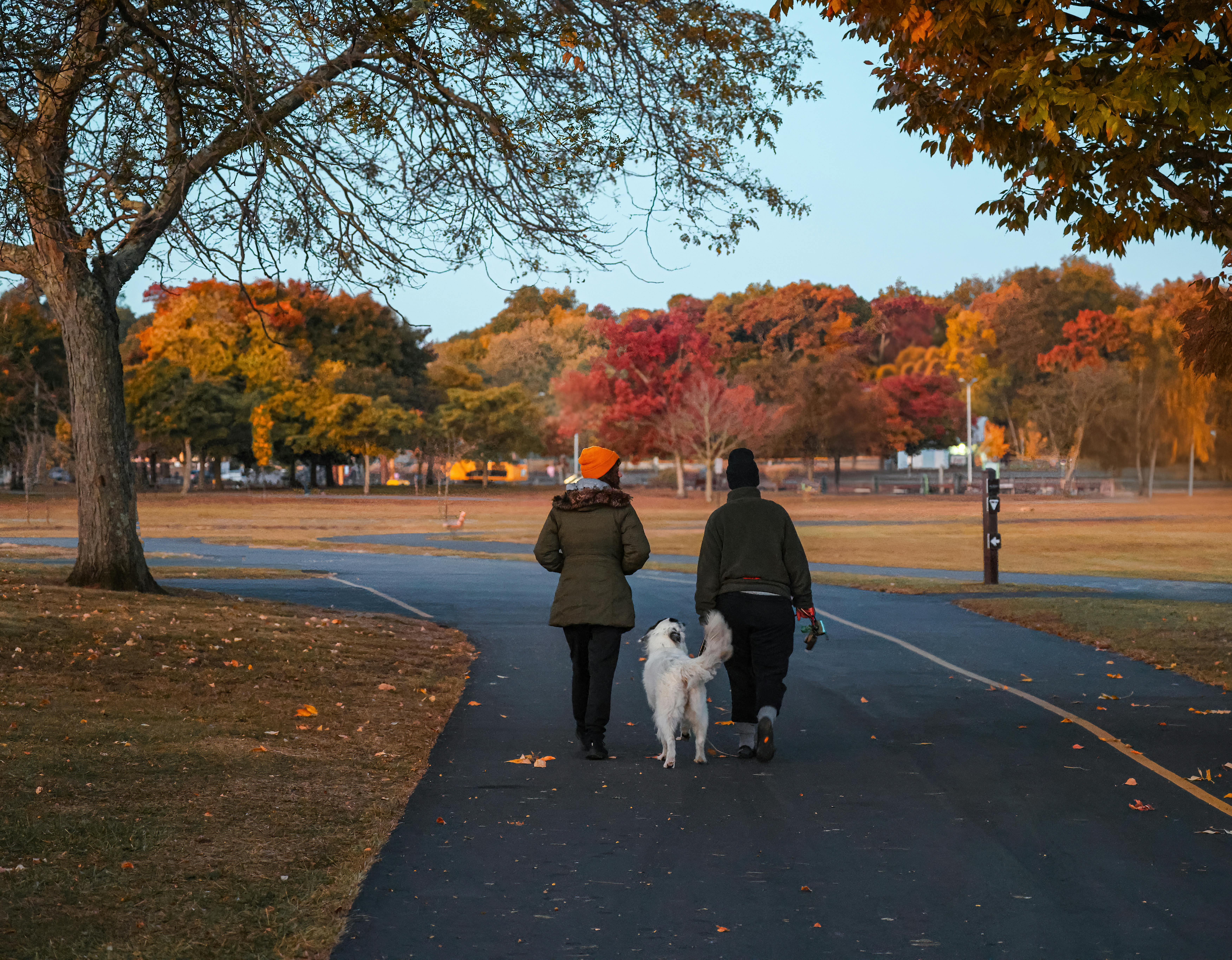 A couple walks their dog in a scenic Stamford park amid vibrant fall foliage.