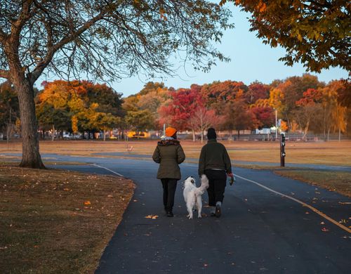 Free A couple walks their dog in a scenic Stamford park amid vibrant fall foliage. Stock Photo