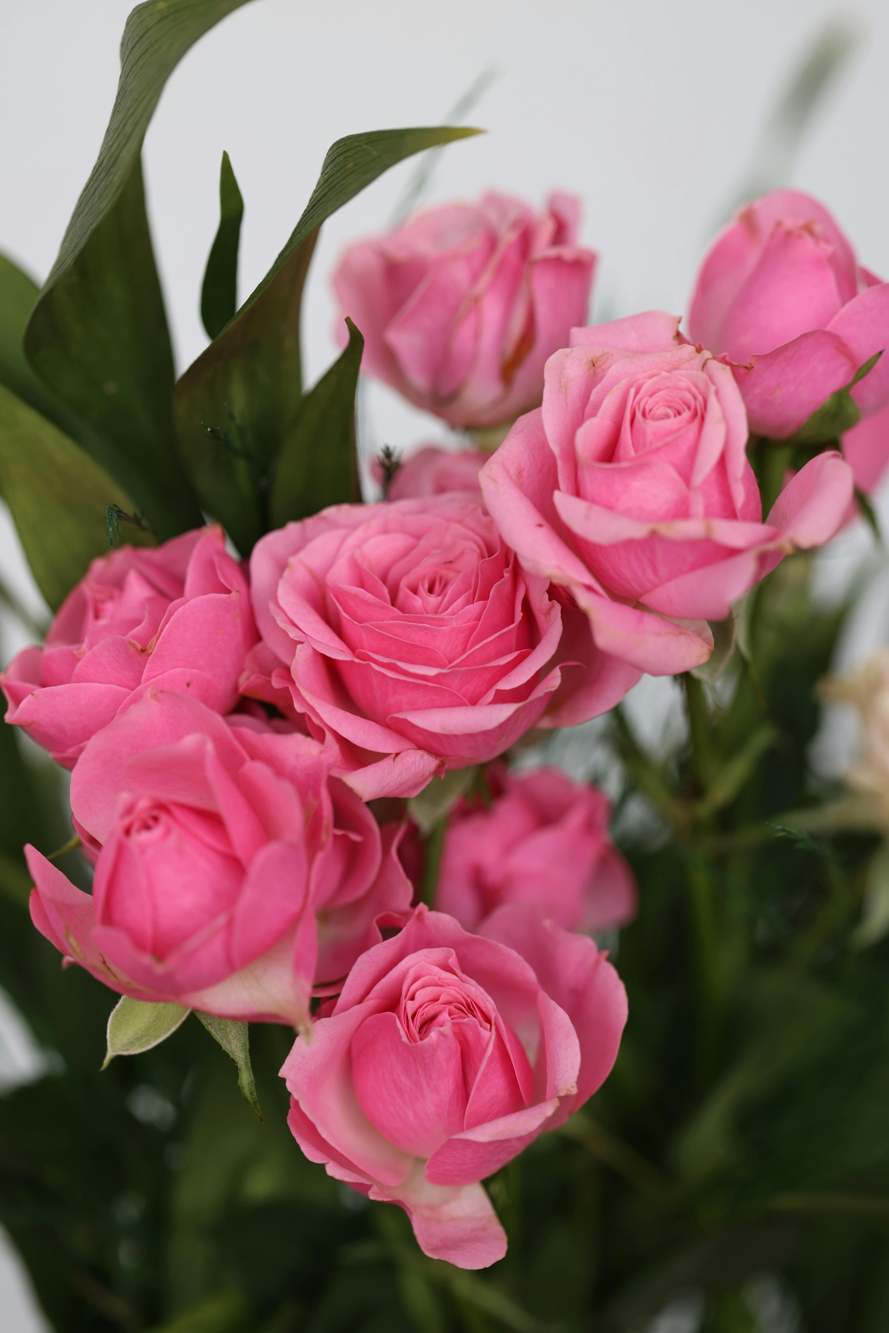 [ColoSach]-beautiful-bouquet-of-pink-roses-against-a-soft-background,-capturing-elegance.