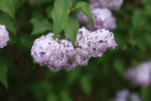 Free Close-up of blooming lilacs in a lush garden, showcasing springtime beauty. Stock Photo