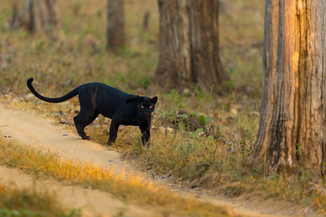 black panther prowling through the vibrant forest of karnataka india