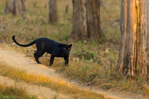 Nagarhole Safari