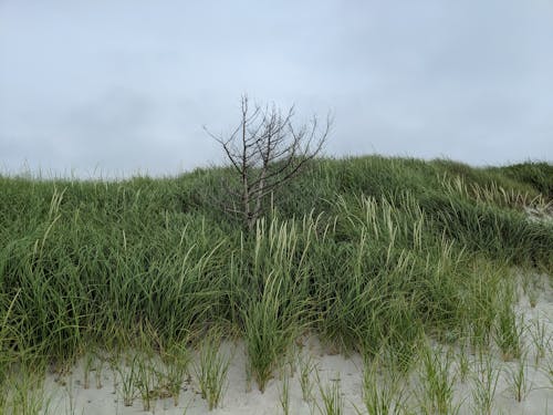 Free stock photo of beach, beach sand, dead tree