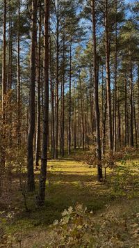 Pine stand by Lena Gurinova on Pexels