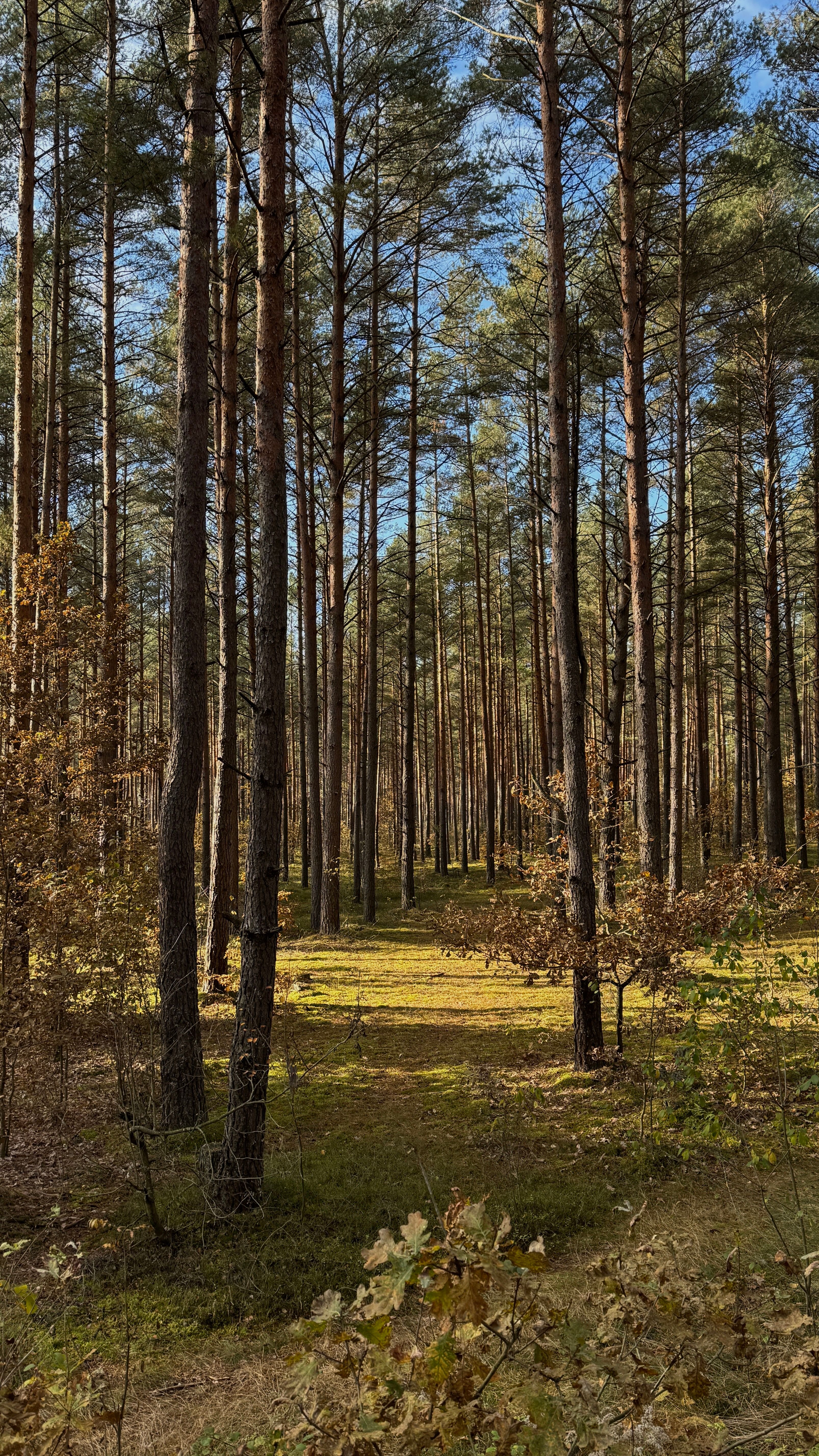 Serene Pine Forest in Daylight · Free Stock Photo