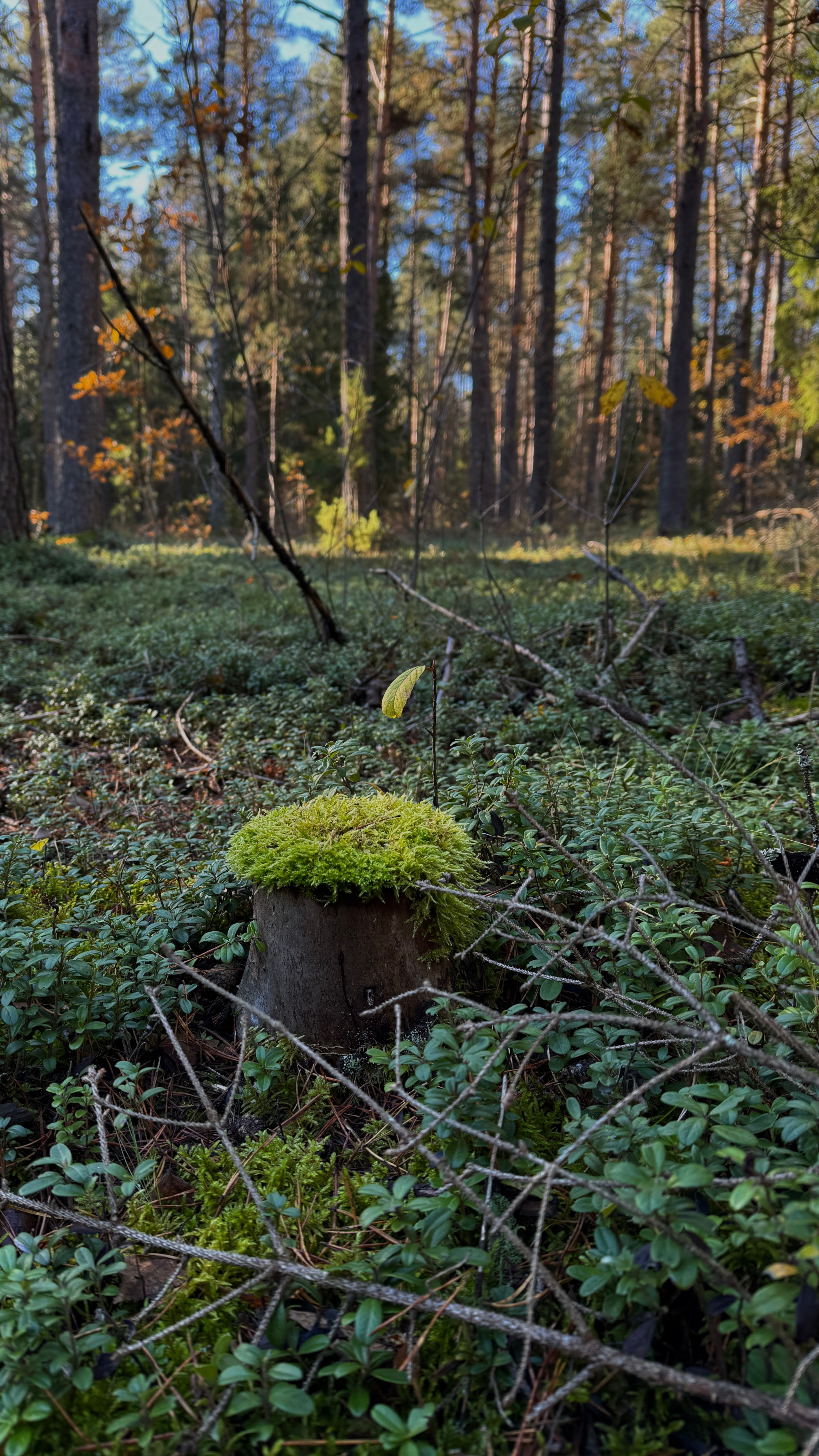 Moss-Covered Tree Stump in Lush Forest · Free Stock Photo
