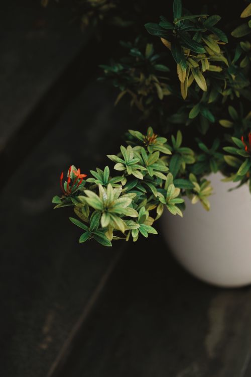 Free Serene image of a potted plant on a dark surface, highlighting nature's beauty. Stock Photo