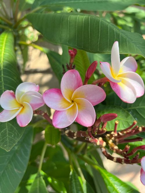 Free Close-up of vibrant pink and white frangipani flowers (Plumeria) in natural outdoor light. Stock Photo
