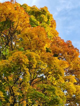 Bright yellow and orange maple leaves during fall season.