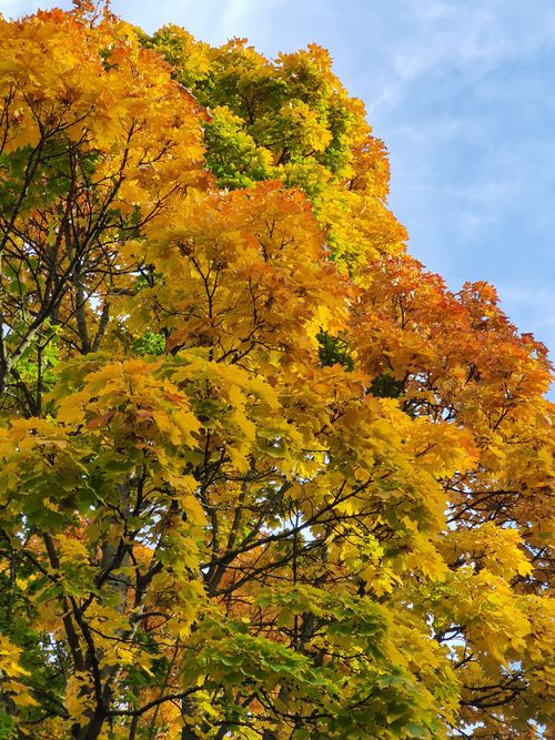 Free Bright yellow and orange maple leaves during fall season. Stock Photo