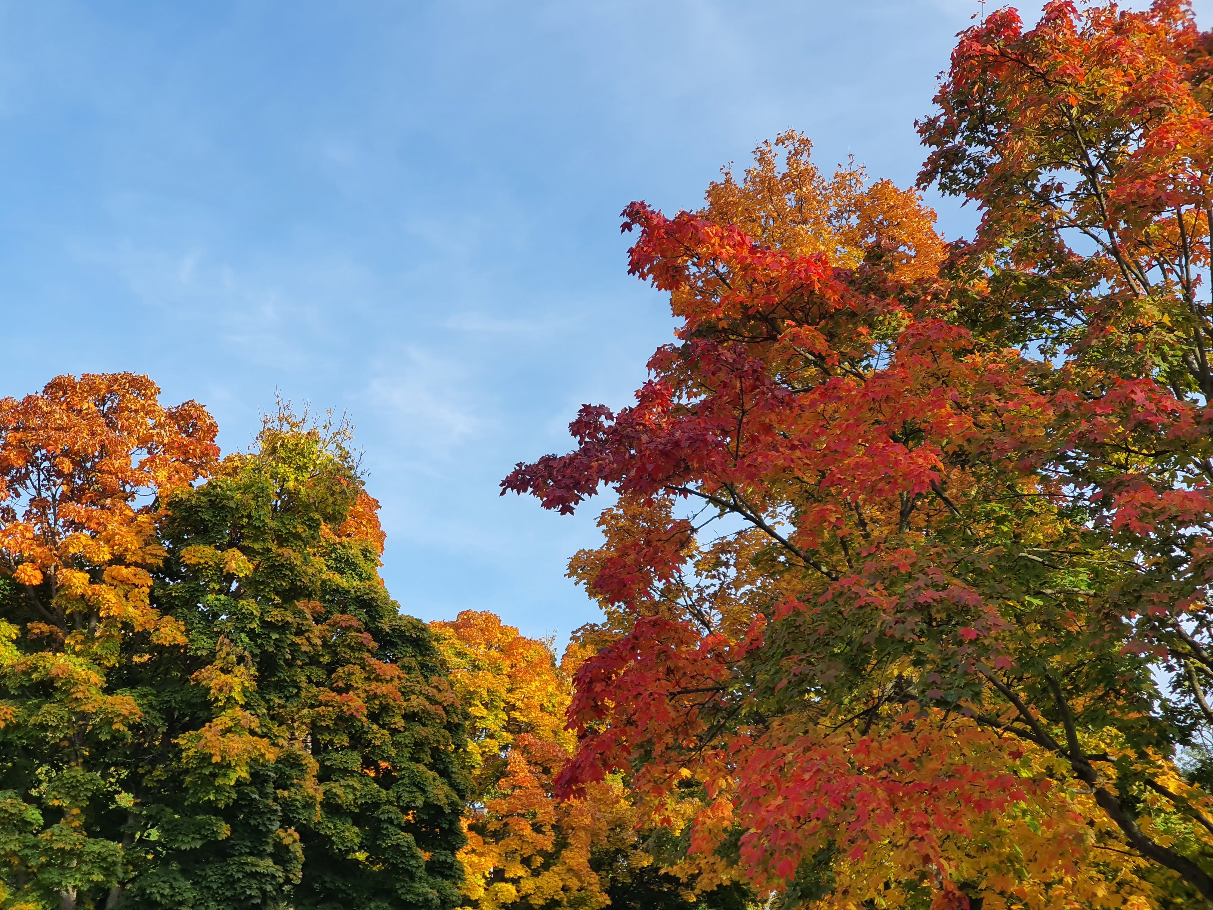 Bright autumn foliage with vivid red, orange, and green leaves under a clear blue sky.