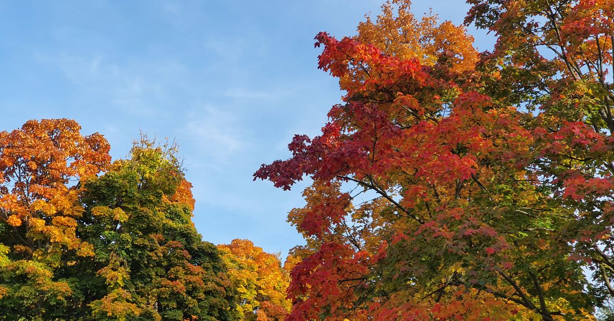 A condo balcony overlooking Toronto in autumn, the segment where buyers had bargaining power in 2026