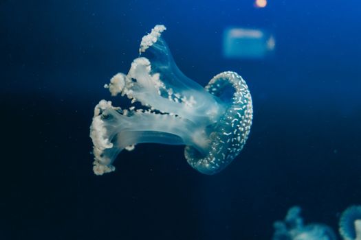 A stunning view of a jellyfish swimming in the clear waters of Monaco's aquarium.