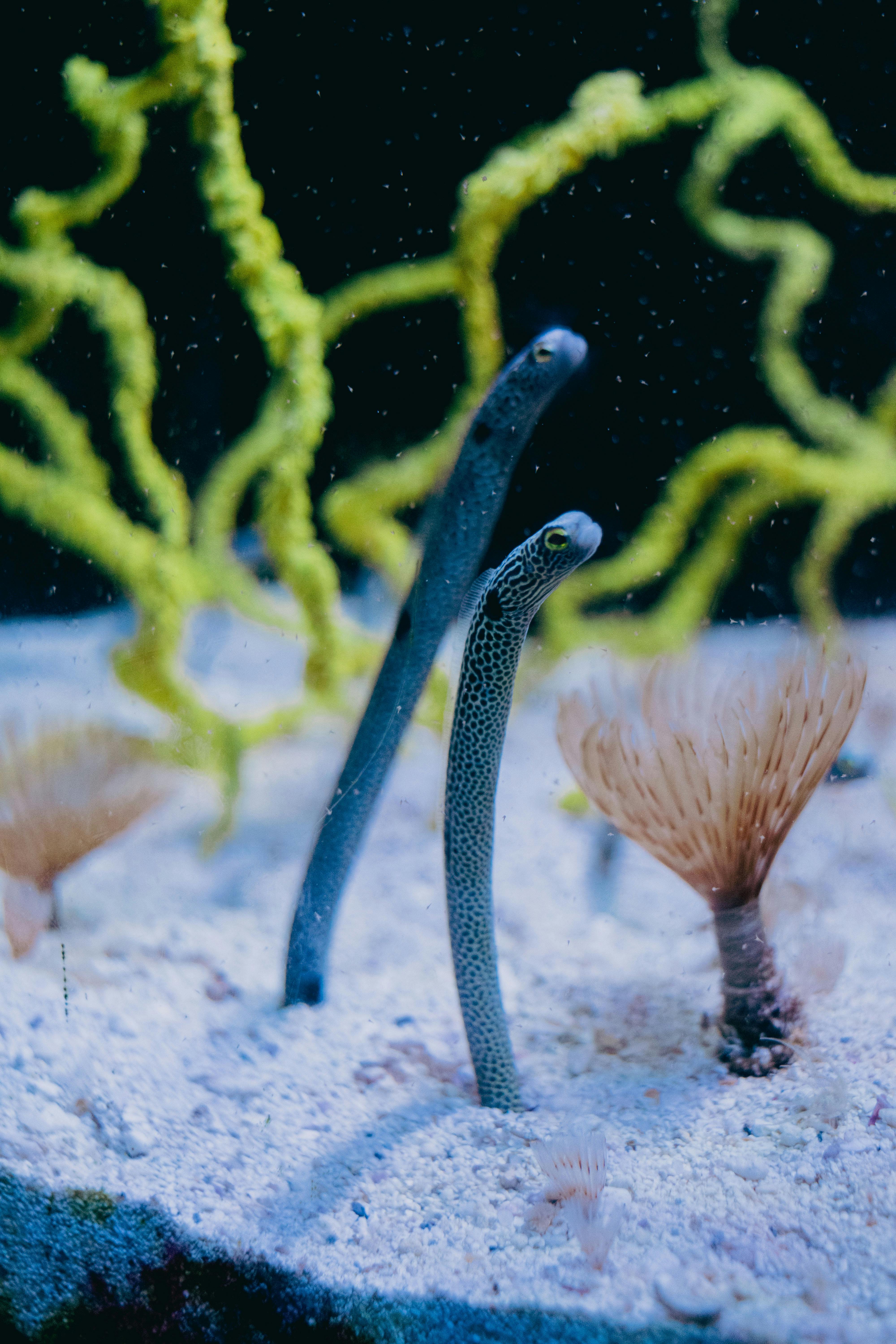 A pair of garden eels nestled in a colorful aquarium with vibrant corals.