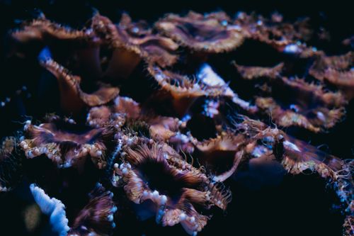 Free A close-up view of colorful corals in a vibrant underwater setting. Stock Photo
