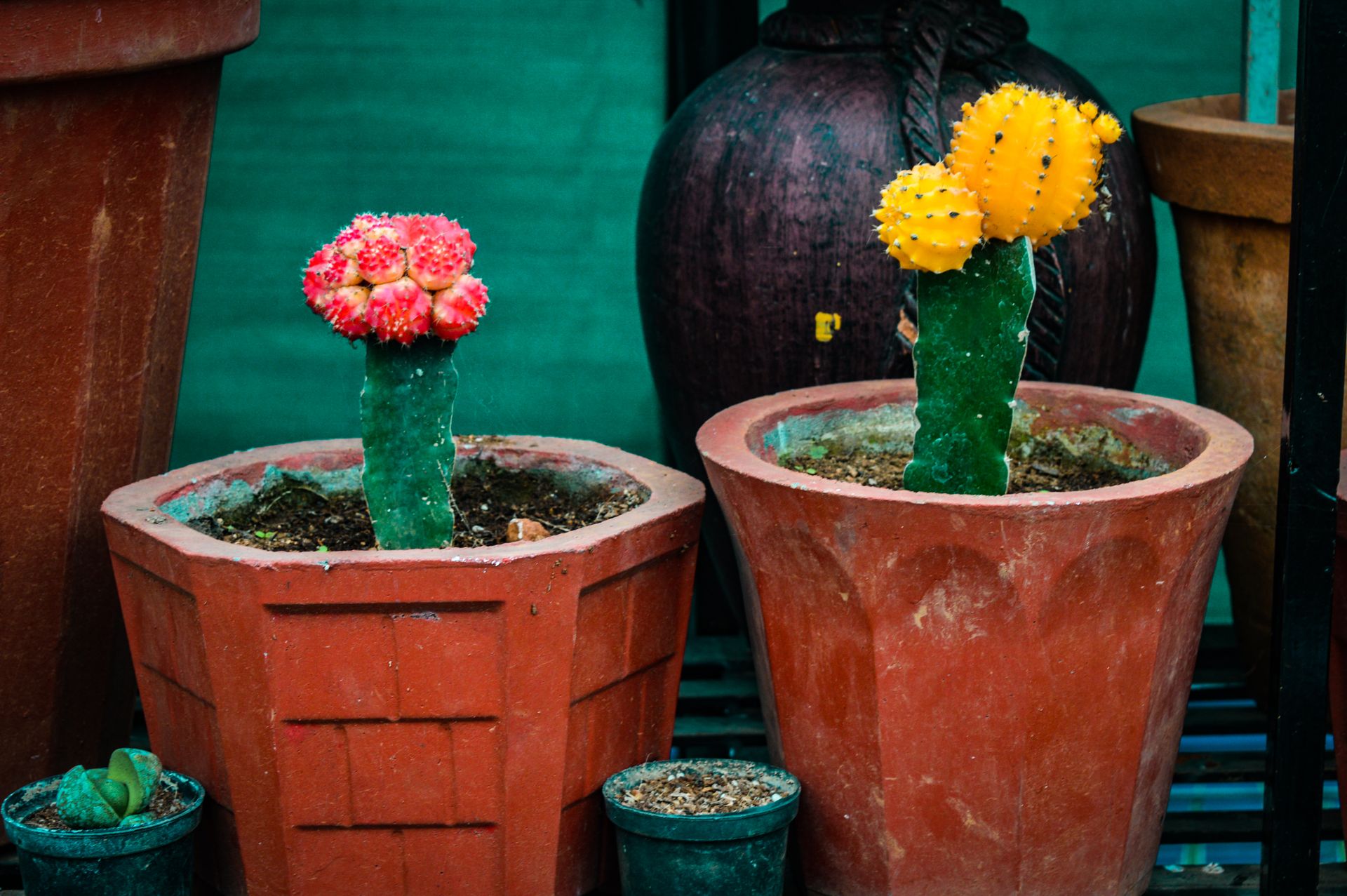 Two colorful cacti in terracotta pots showcasing vibrant red and yellow hues.
