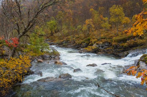 Free A picturesque river flows through a forest with colorful autumn foliage, showcasing nature's beauty. Stock Photo